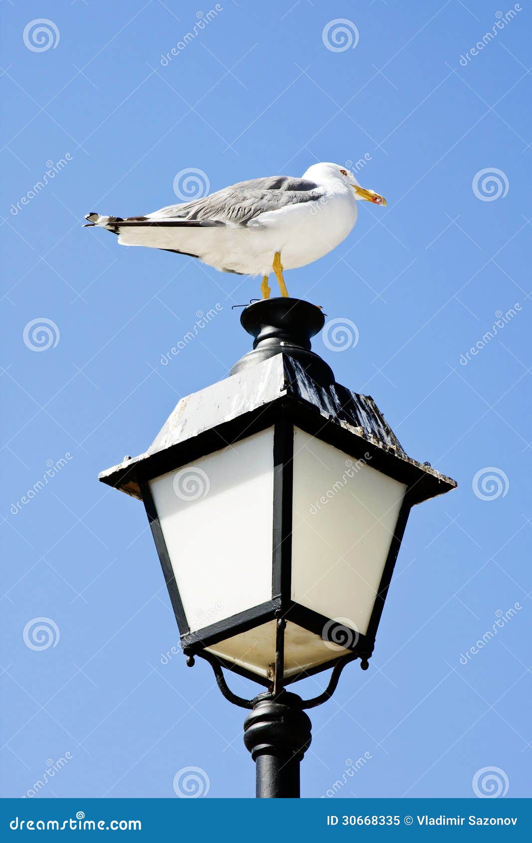 Seagull på lampan. Seagullanseende på gatalampan.