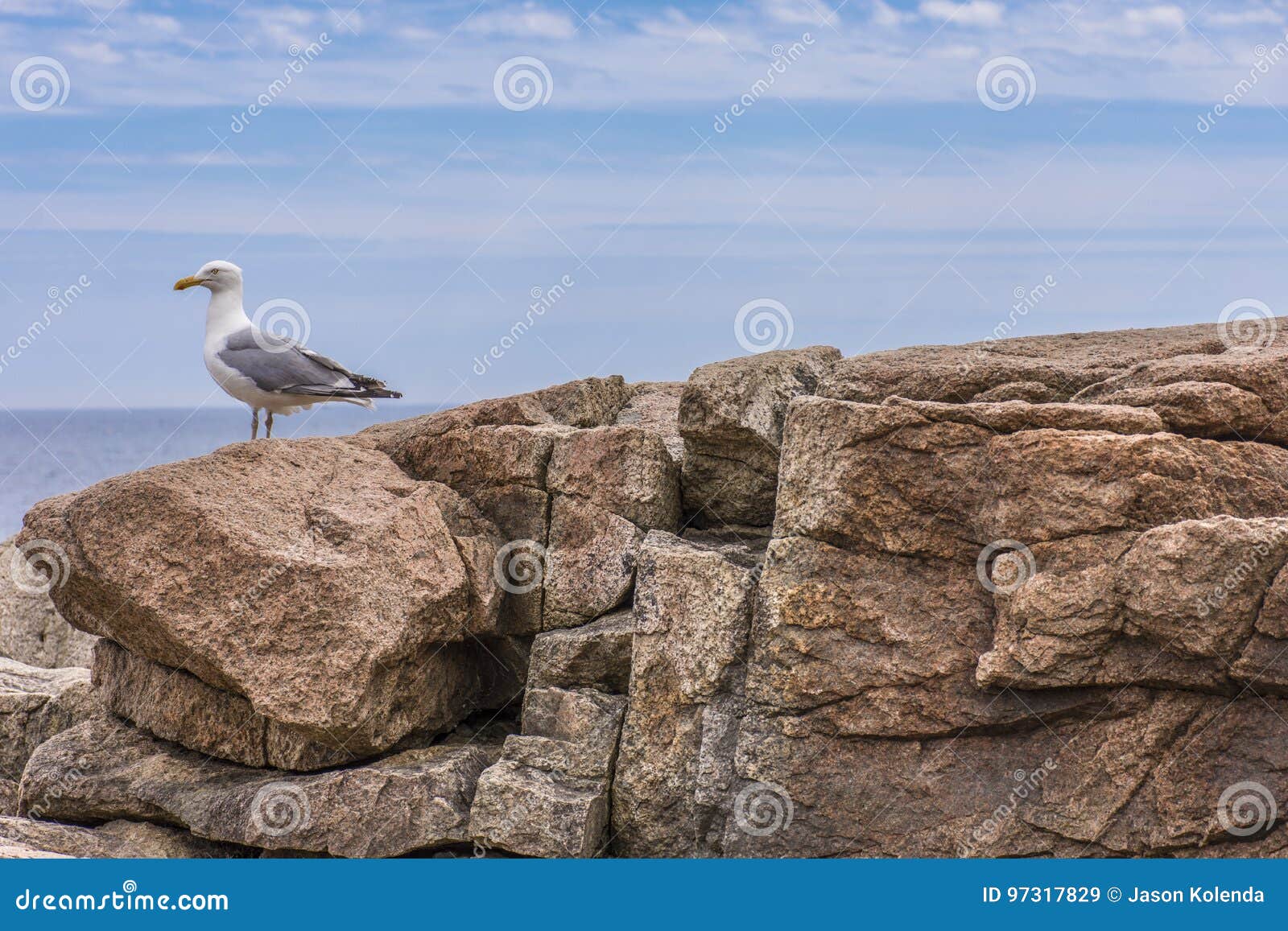 seagull on rocky ledge