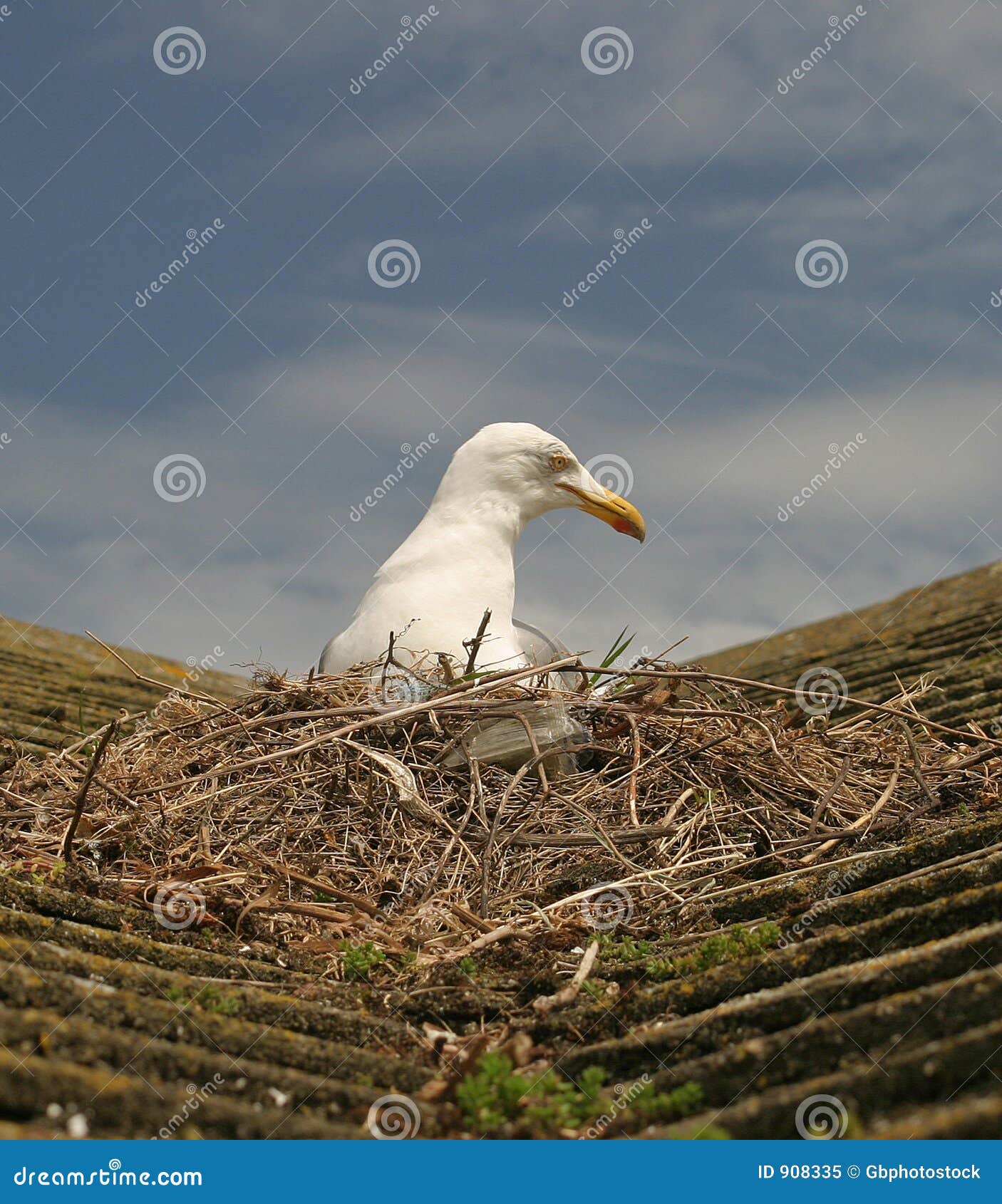 Divebombing Seagulls Trap Terrified Children Inside During Hottest Day Of The Year