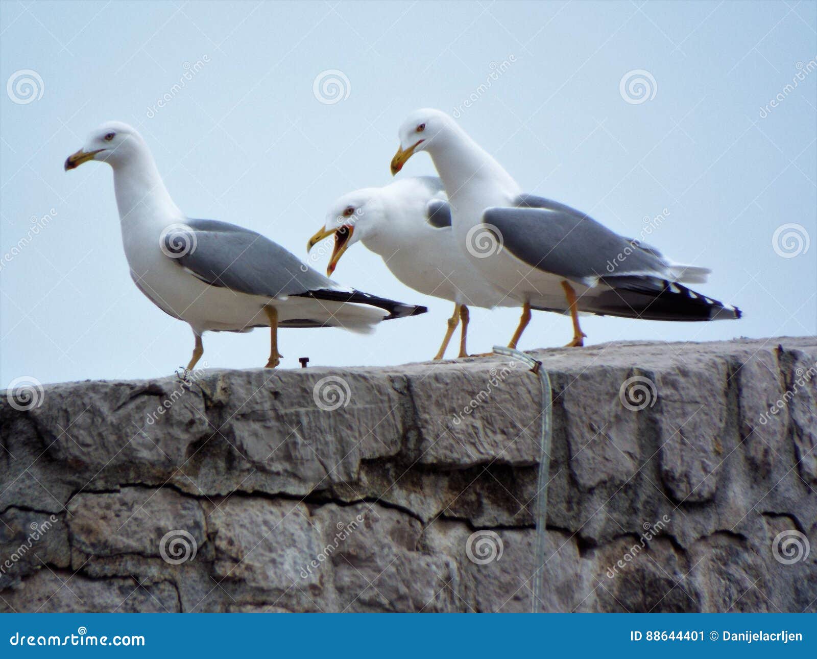 Seagull screaming stock image. Image of still, peaceful 88644401