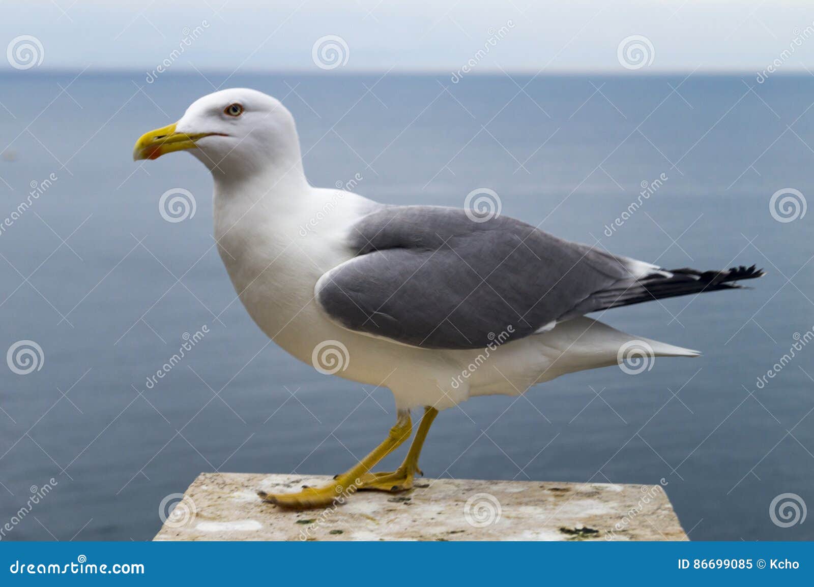 seagull at sea