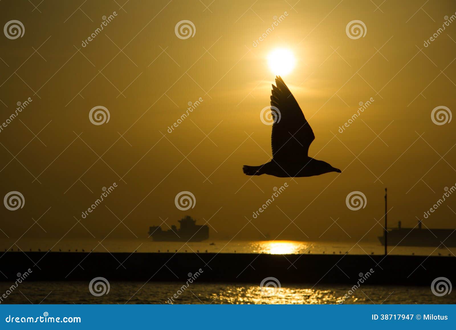 seagull shade in the sunset