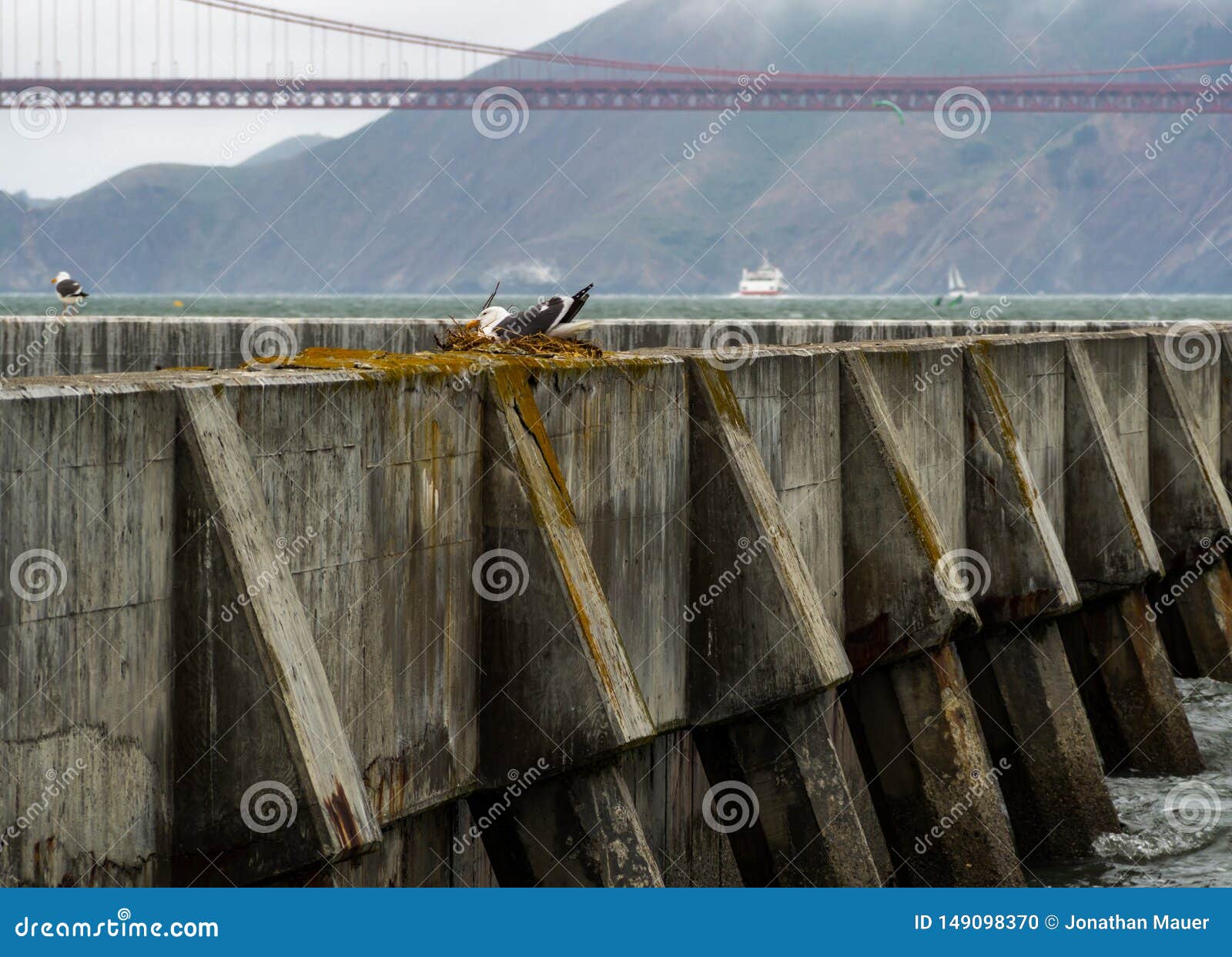 Concrete Sea Wall In San Francisco Bay Sea Gull In Nest Stock Photo Image Of Seawall Nest 149098370
