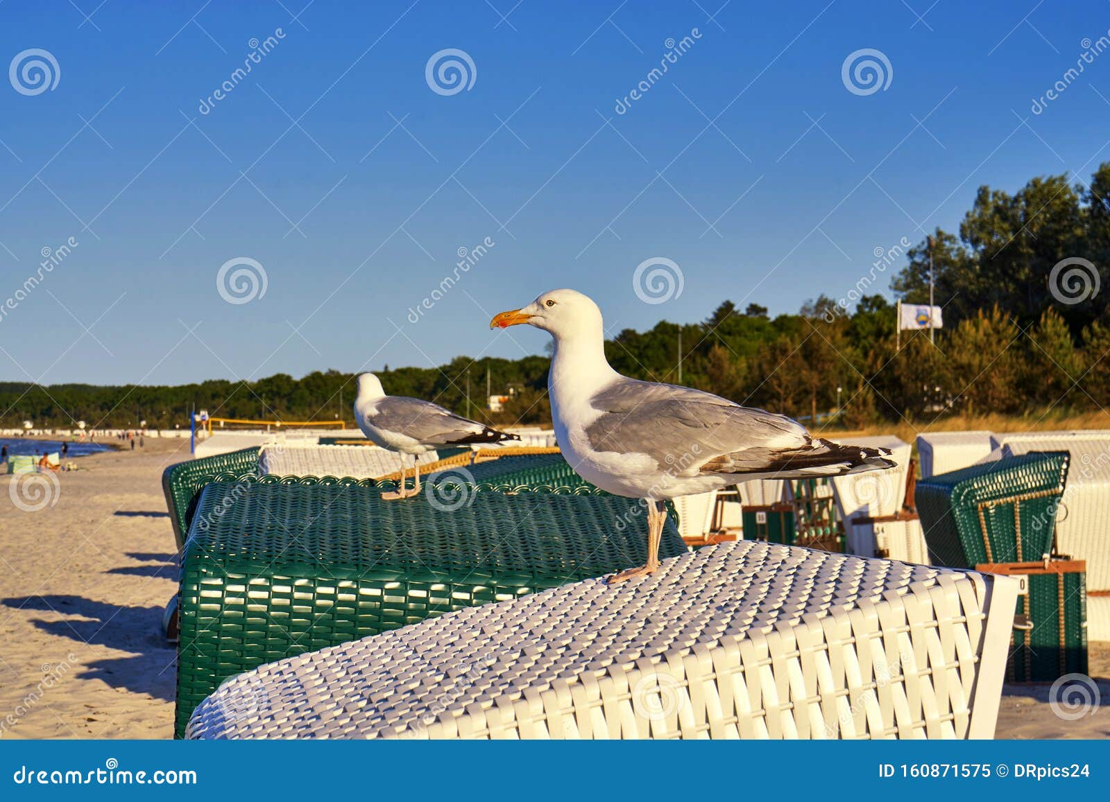 Seagull Sitting On A Beach Chair At The Baltic Sea Editorial Image