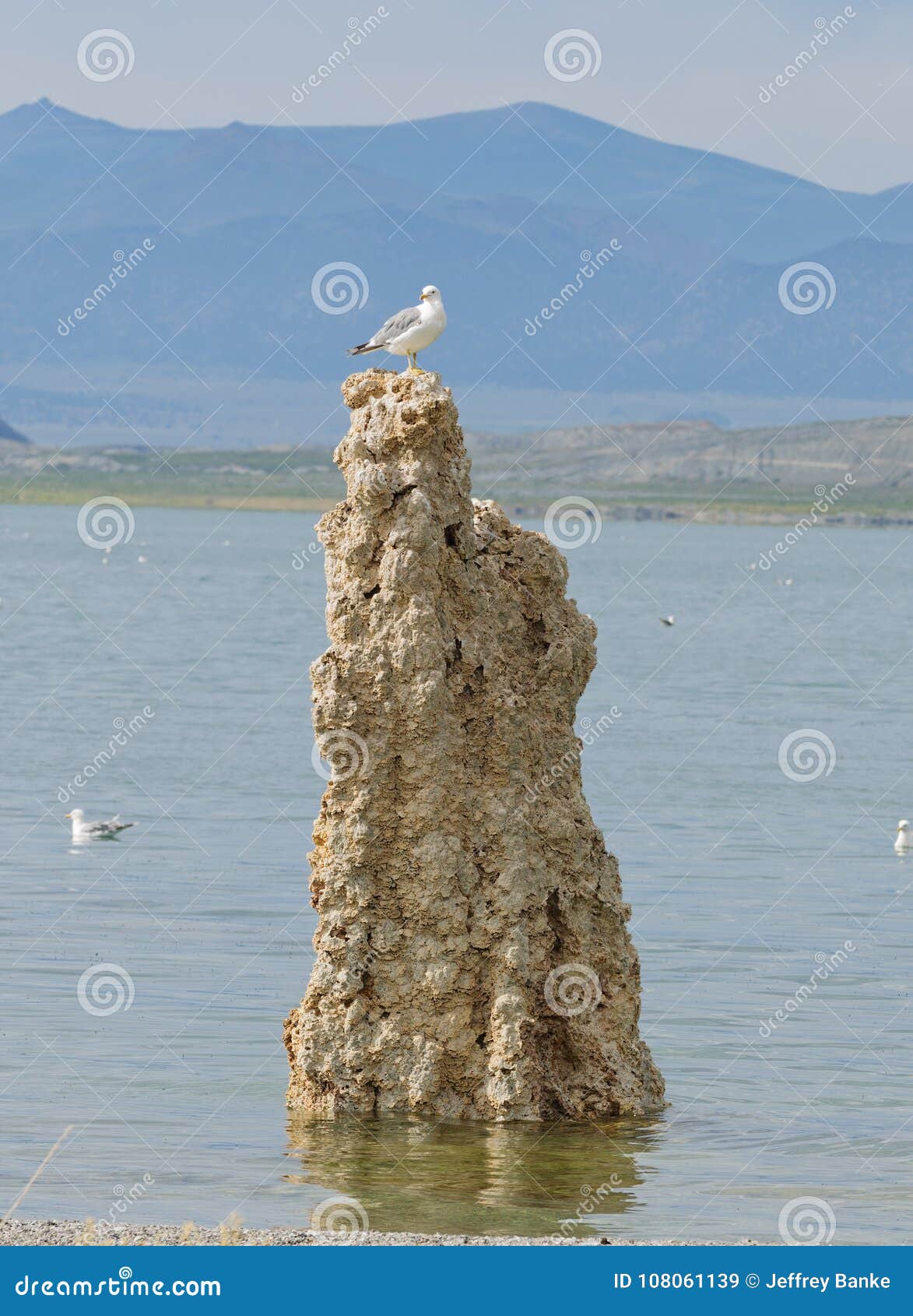 seagull sitting on top of a tufa