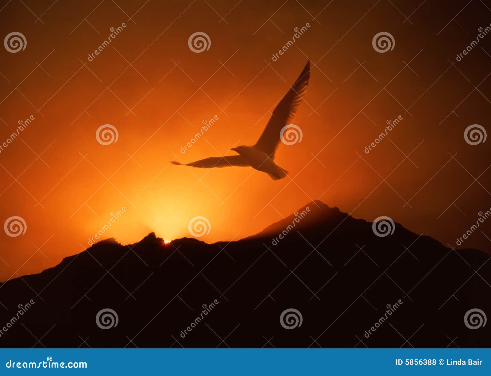 seagull soaring above sunrise