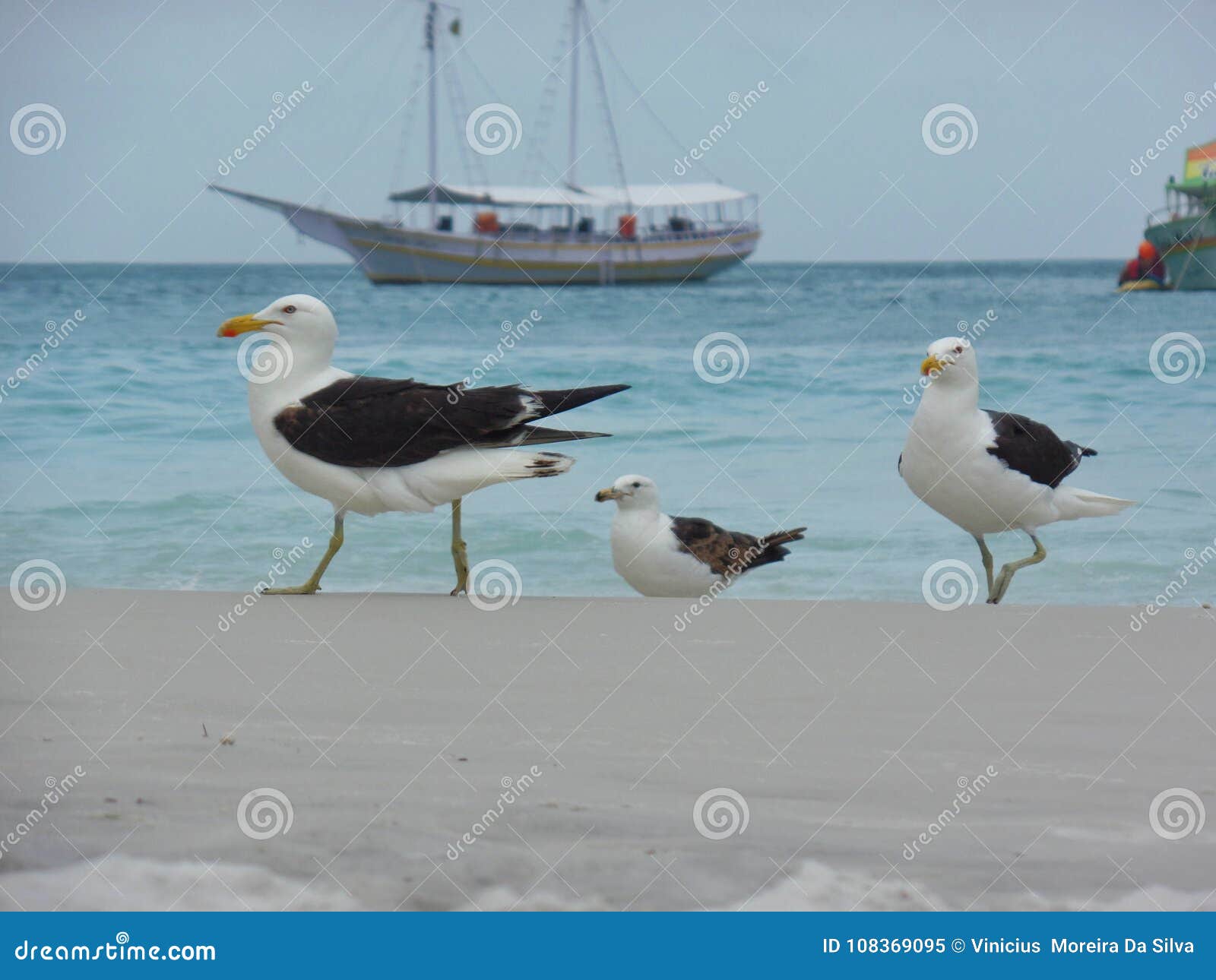 seagull stand on the sand, prainhas do pontal beach, arraial do cabo