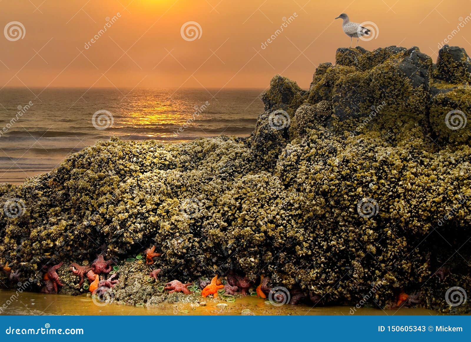 Person fishing on cliff catches starfish by calm sea at sunset