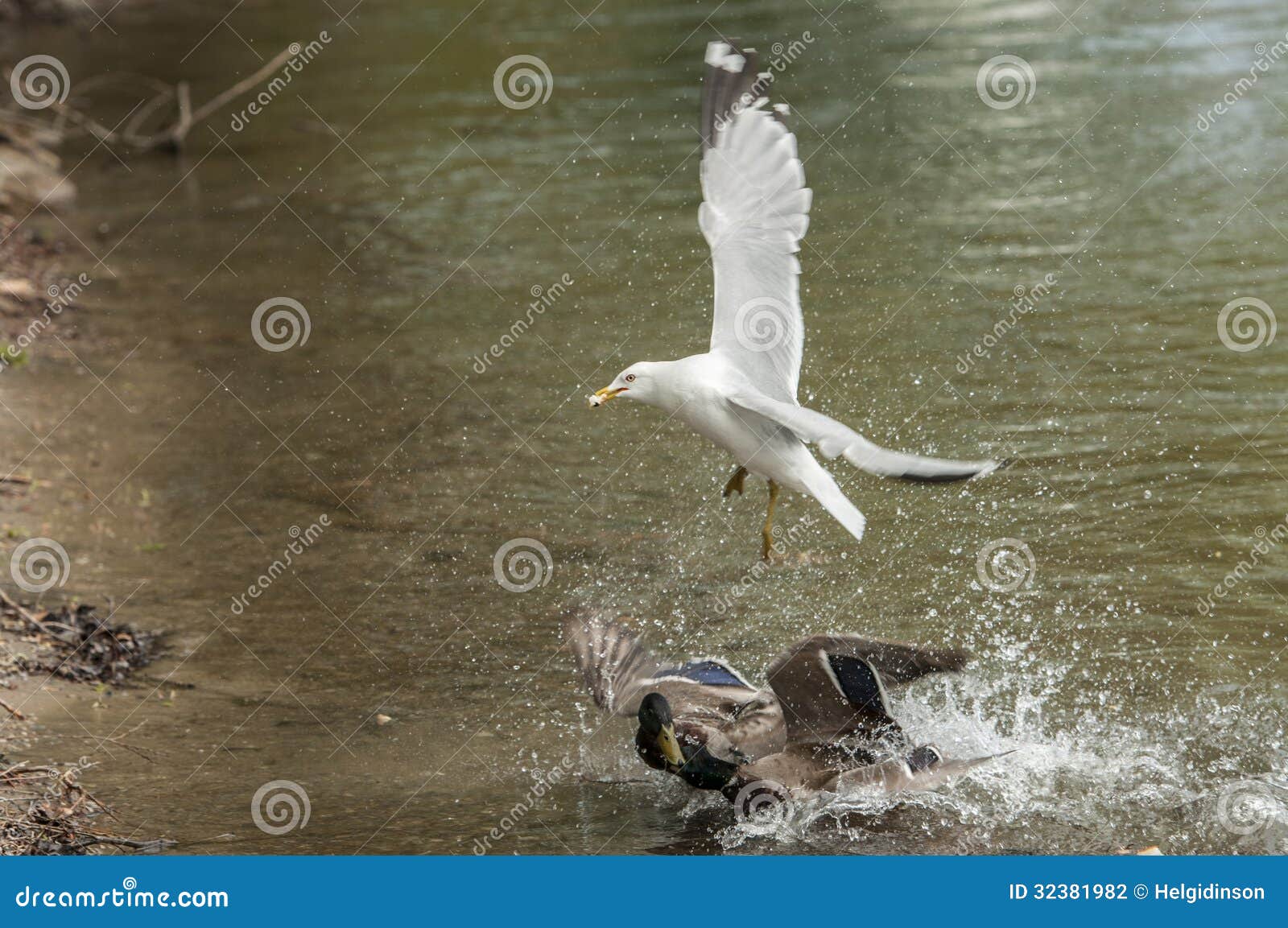Seagull stealing food from pair of geese