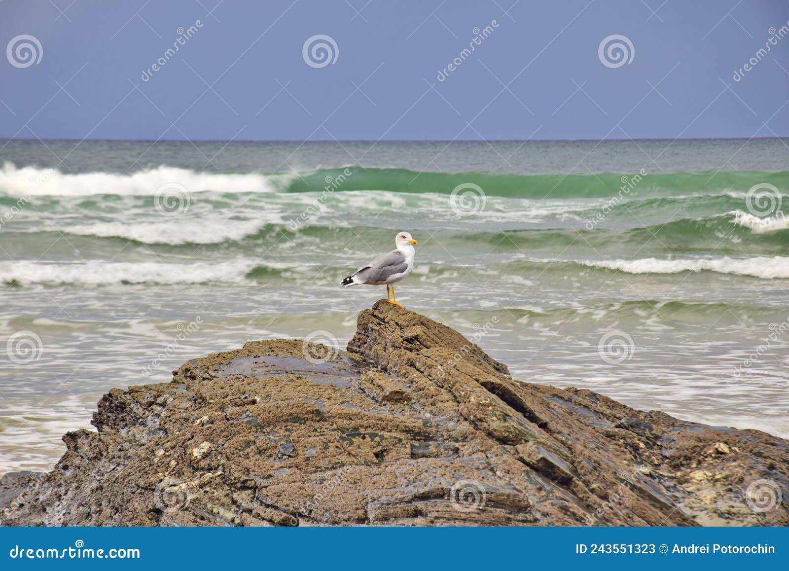 a seagull on a stone near the cathedral beach. praia de augas santas, ribadeo