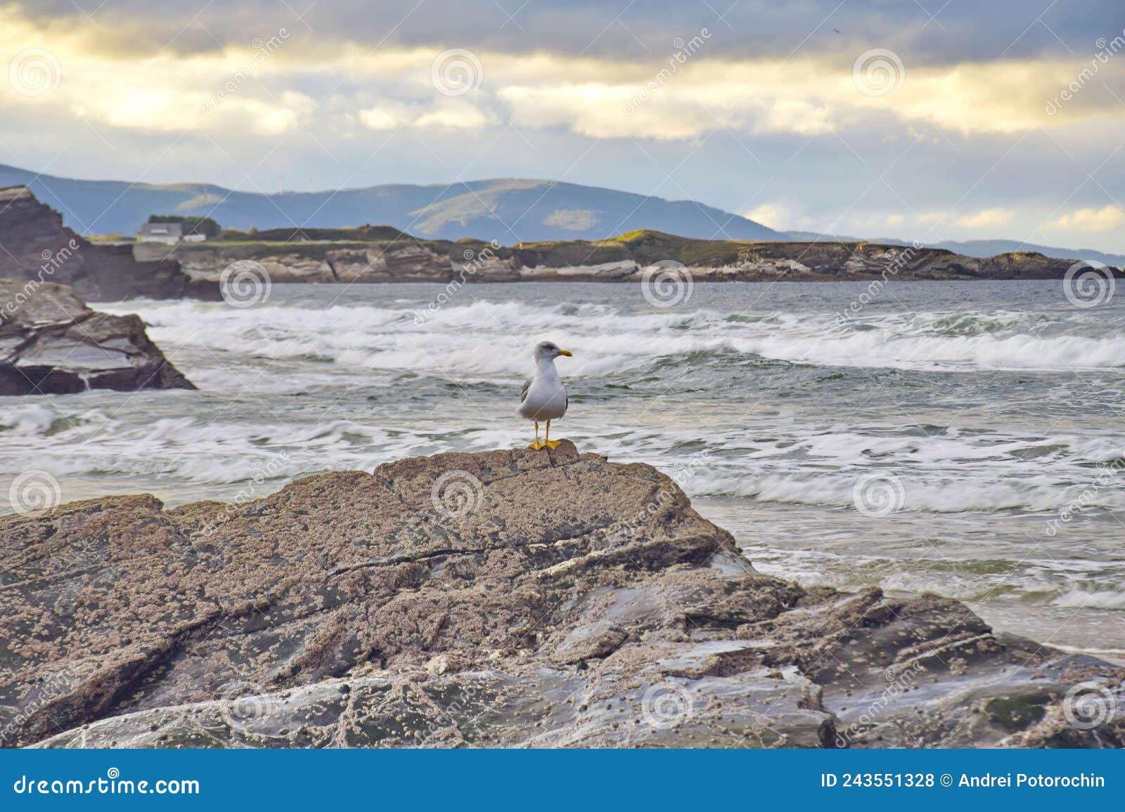 a seagull on a stone near the cathedral beach. praia de augas santas, ribadeo