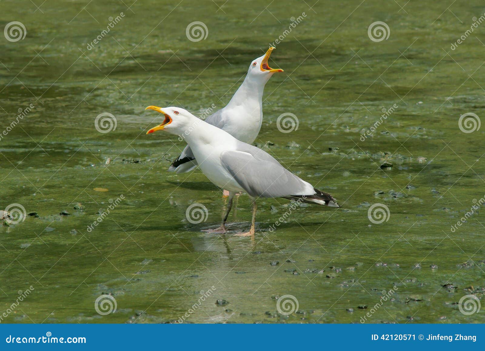 Seagull stock image. Image of gull, swimming, aquatic 42120571