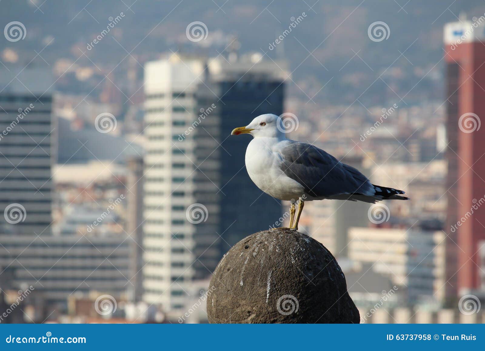 seagull view of barcelona