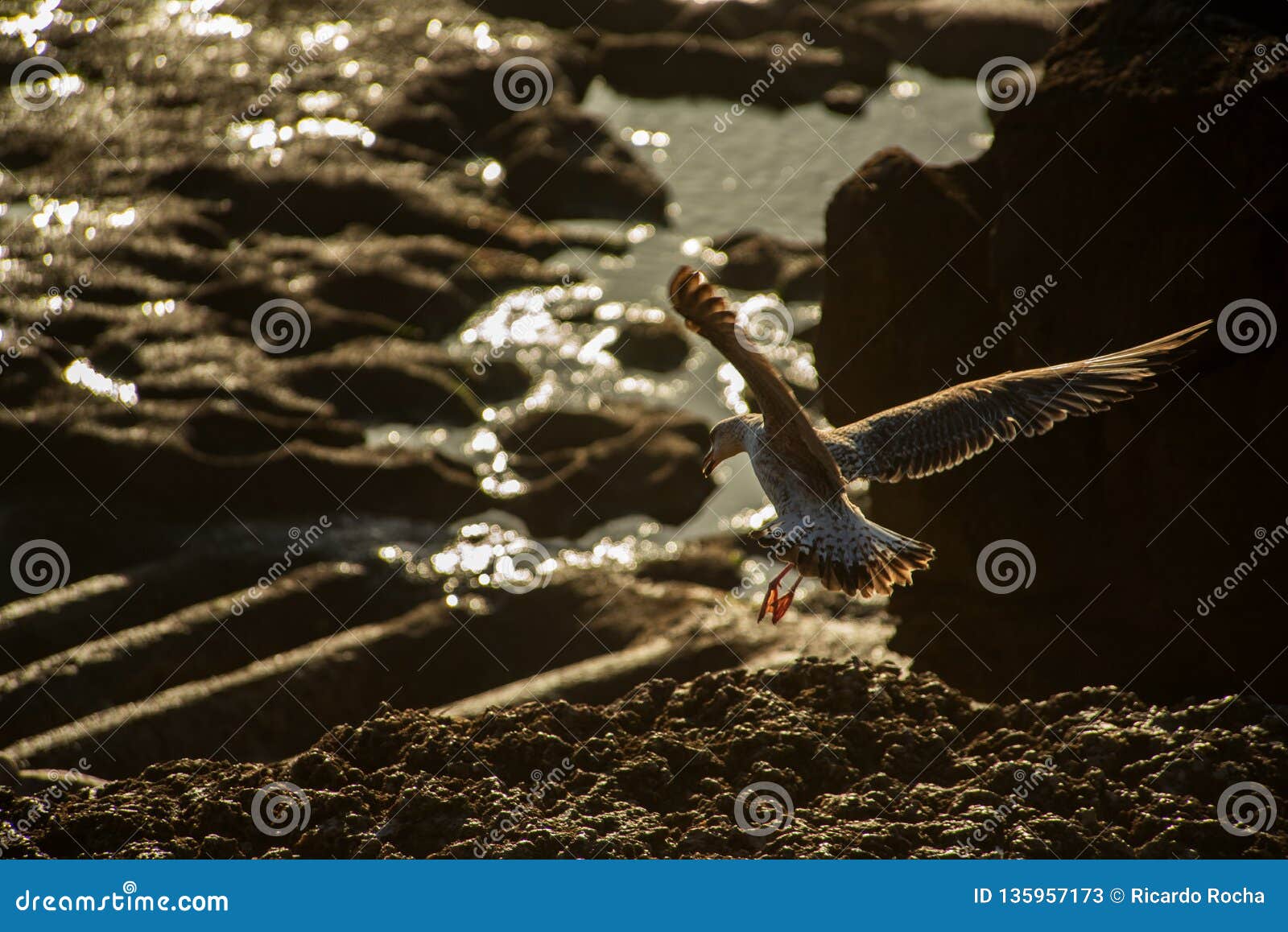 Seagull w skałach w oceanie. Seagull lądowanie w skałach w oceanie