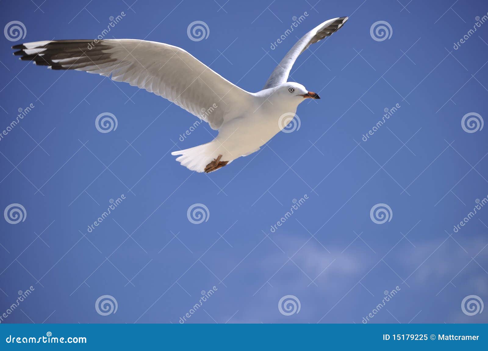 Seagull wings up stock image. Image of beak, flight, health 15179225
