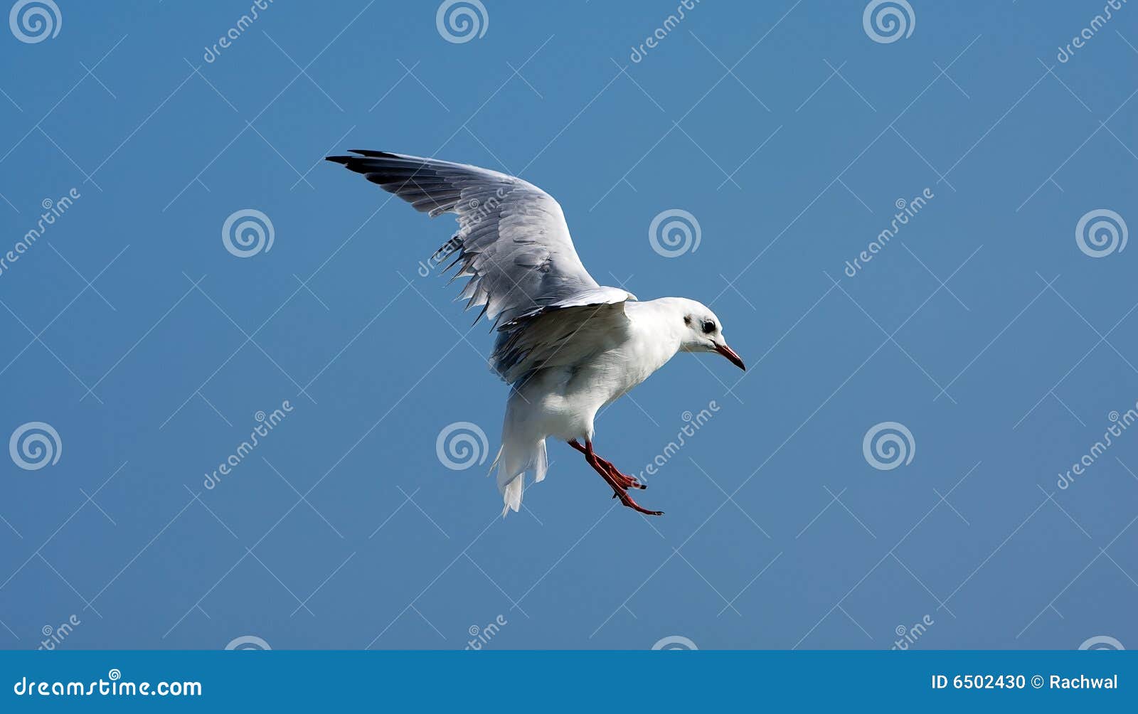 Seagull μυγών πουλιών. μπλε γδέρνοντας seagull ουρανός