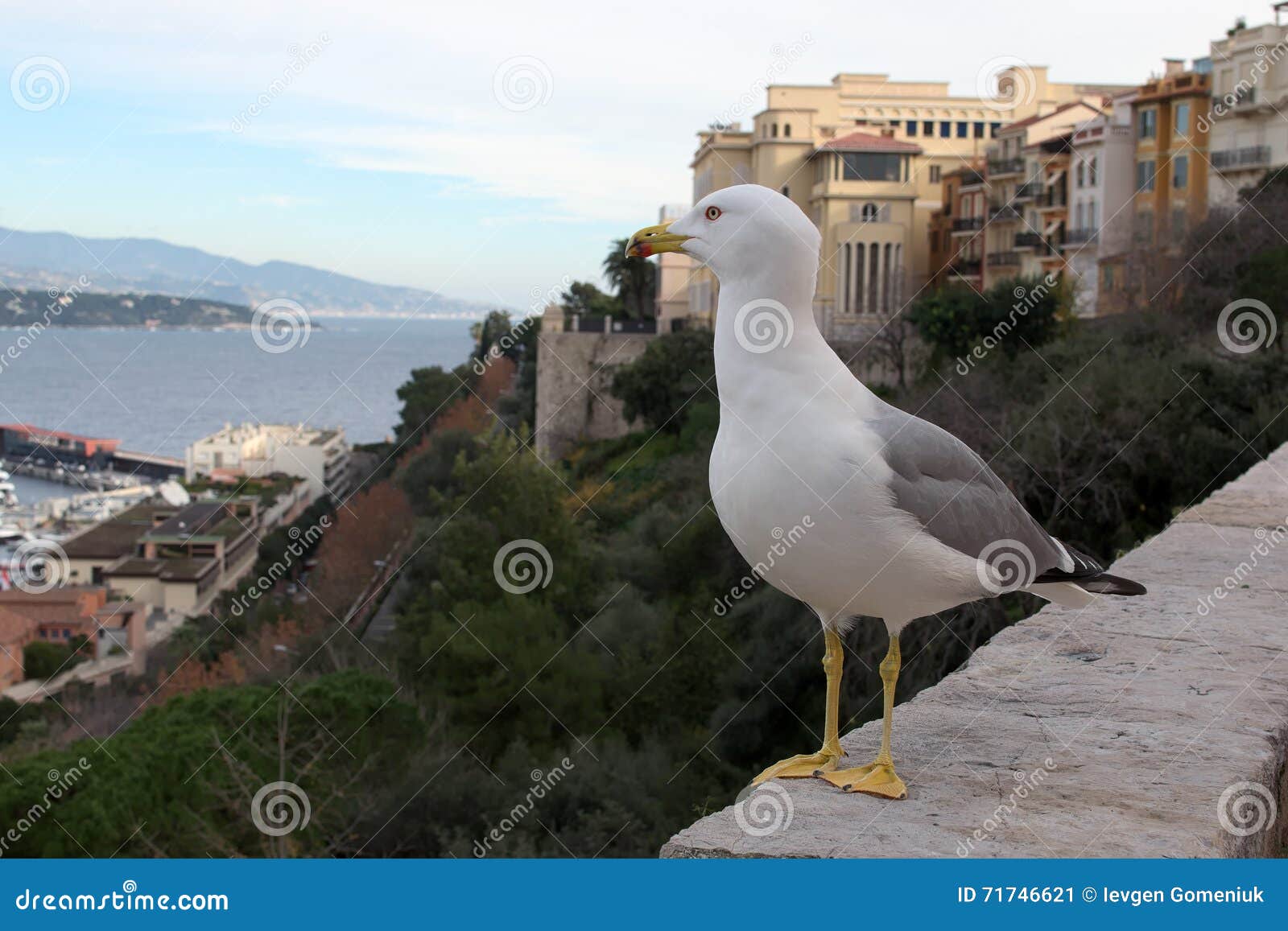 Seagull συλλογίζεται τον περίπατο και το λιμένα στο Μονακό