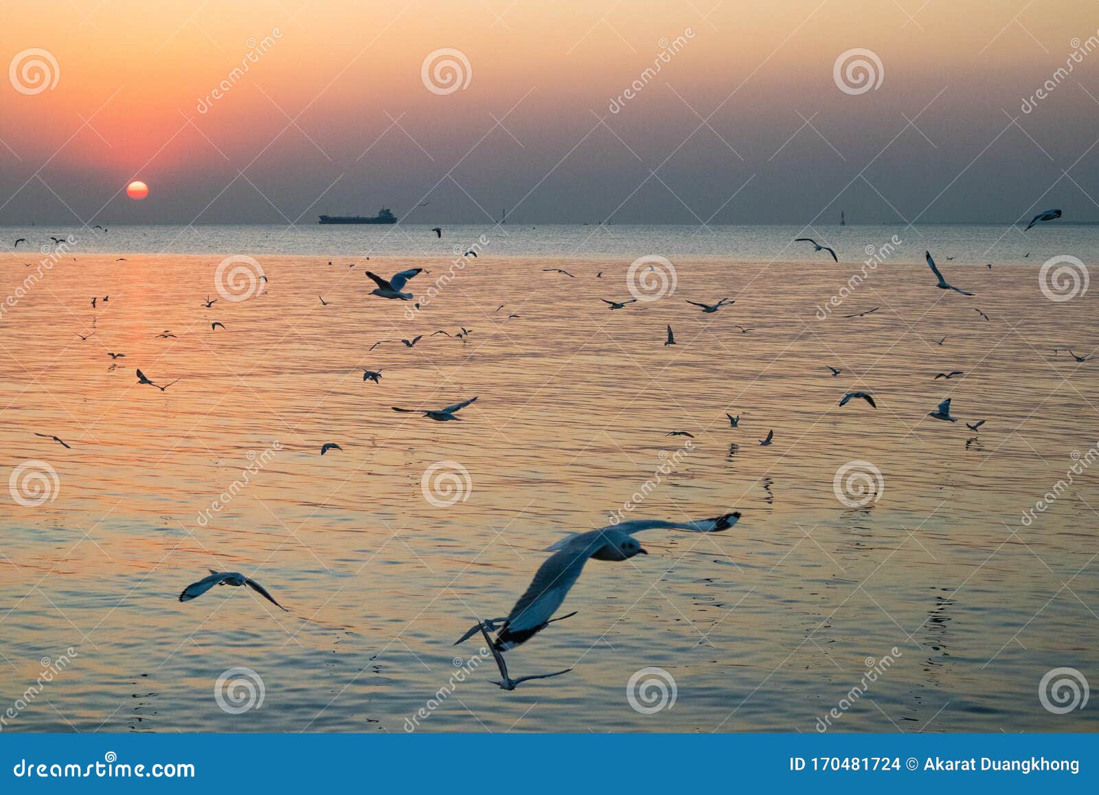 Seaguller som flyger i himlen och solen. Seagullflygande fåglar med solnedgång i Bangpoo Samut Prakan Province, Thailand Med brus och brinnande bakgrund