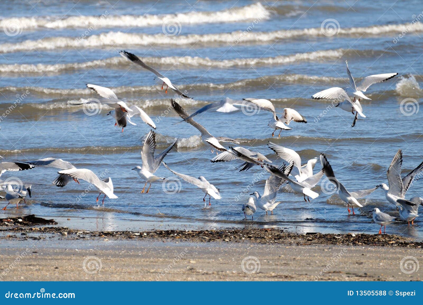 Seagulls 1. Seagulls θάλασσας πρωινού προσγείωσης δεσμών χειμώνας ακτών