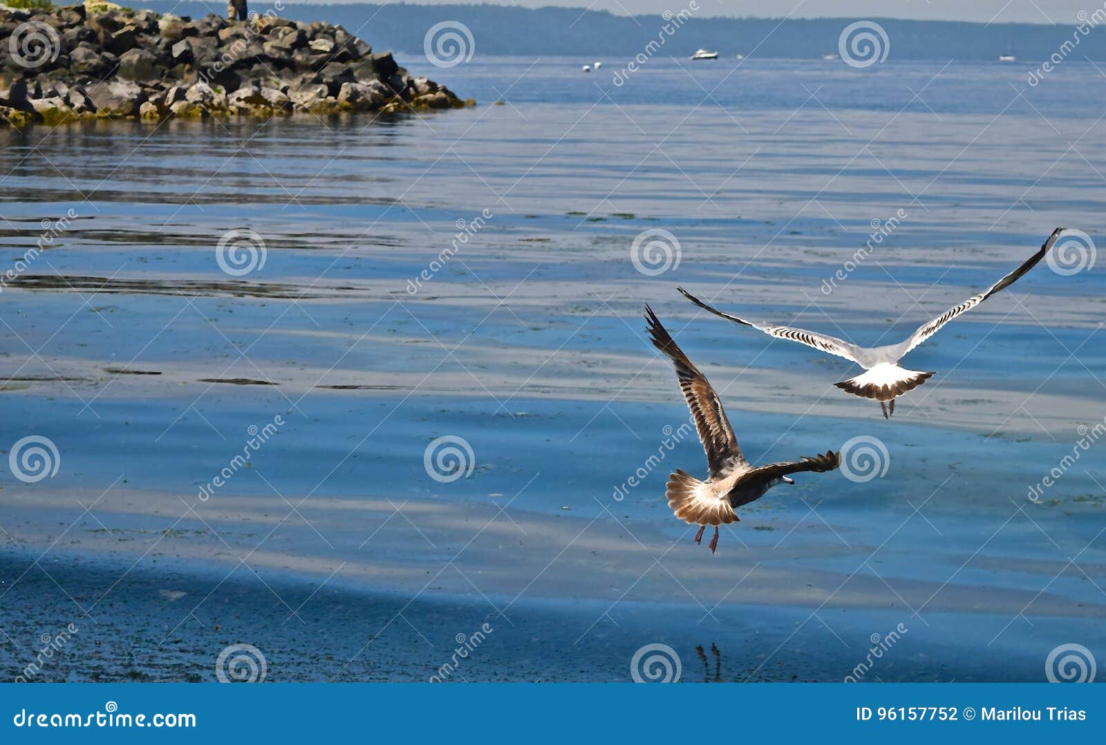 Seagulls flyger lågt över kusterna av Puget Sound i Washington State Reflexioner av fåglarna kommer med en avkänning av lugn och fred