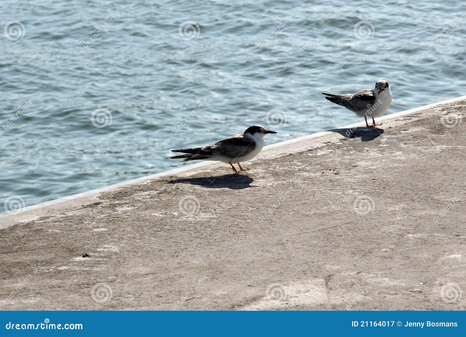 Seagulls ashore. Two seagulls resting on the shore