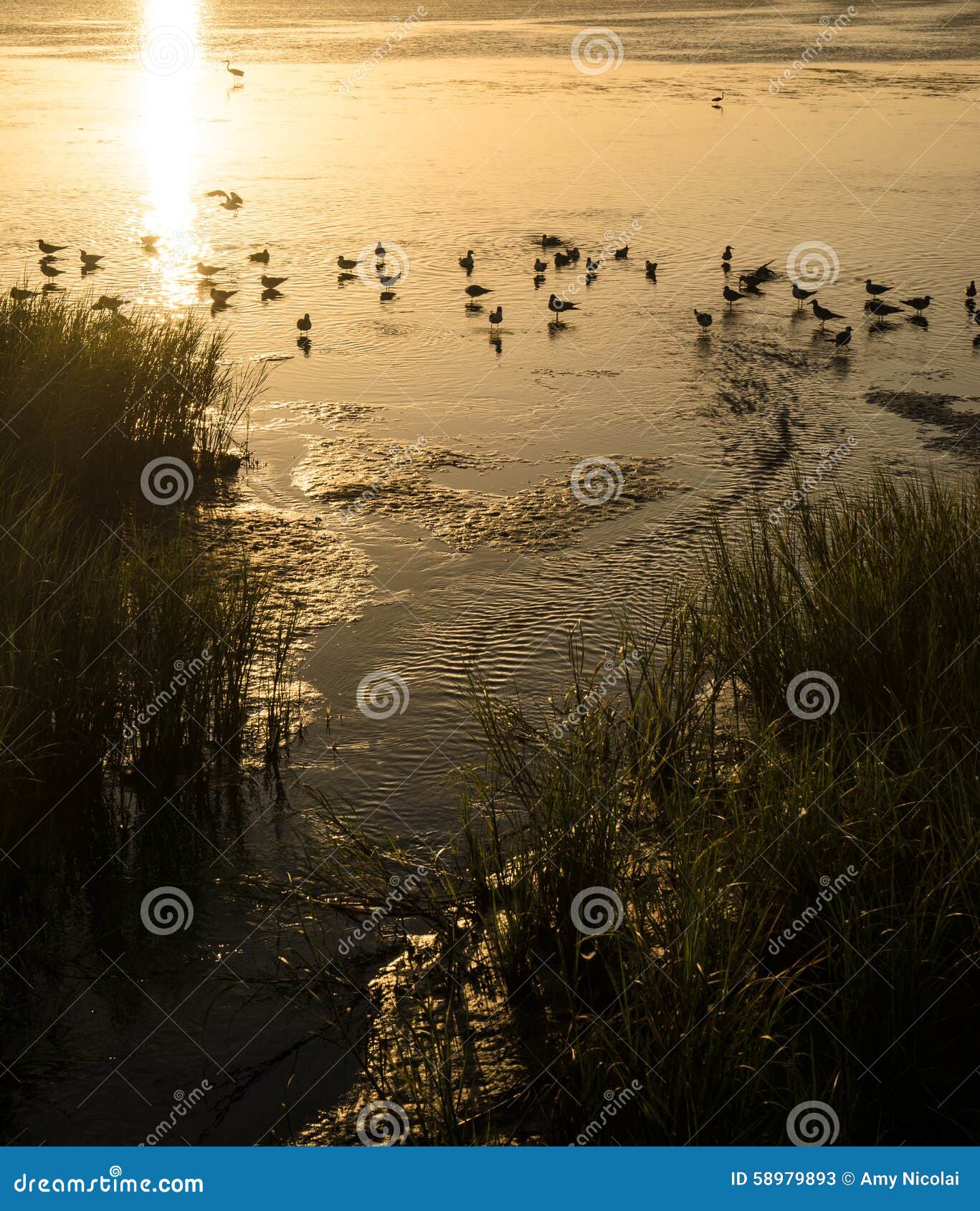 seagulls bathing in the laguna madre sunset