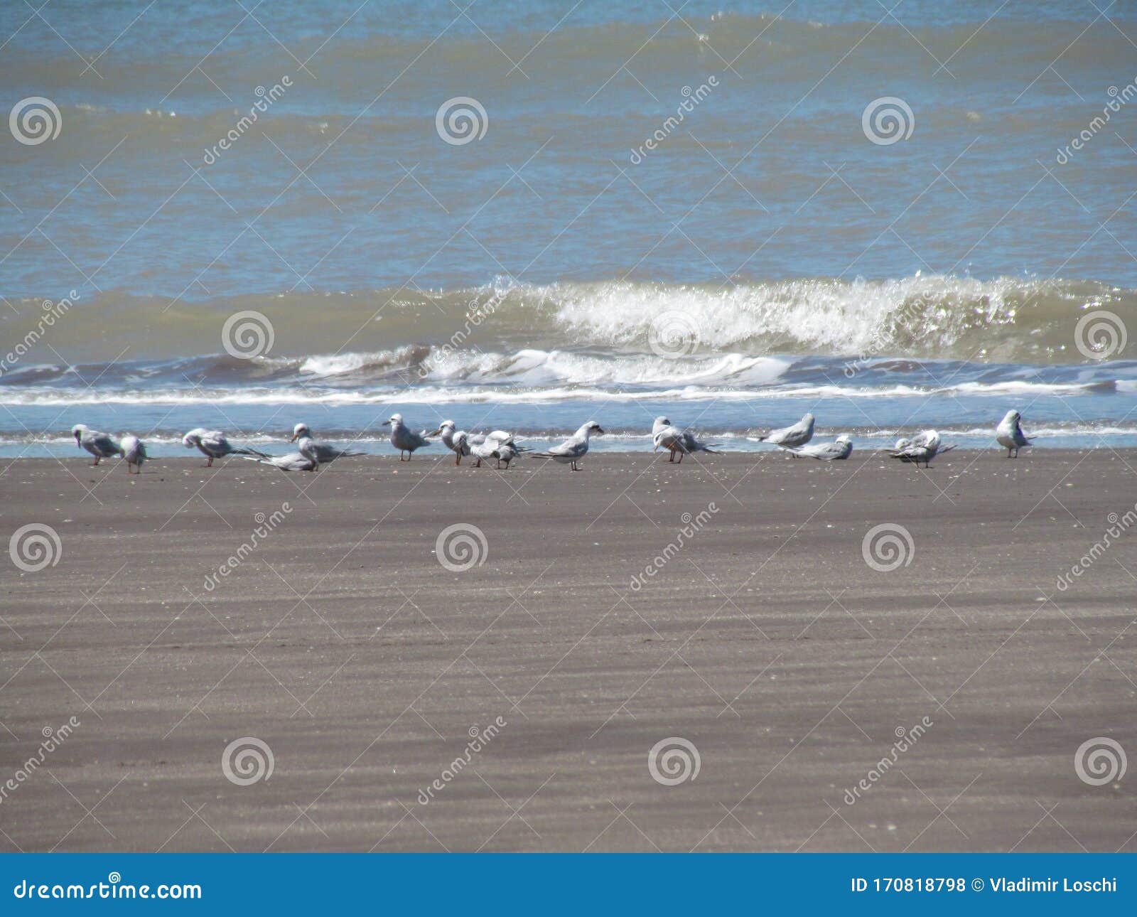 seagulls on the beach - monte hermoso - argentina