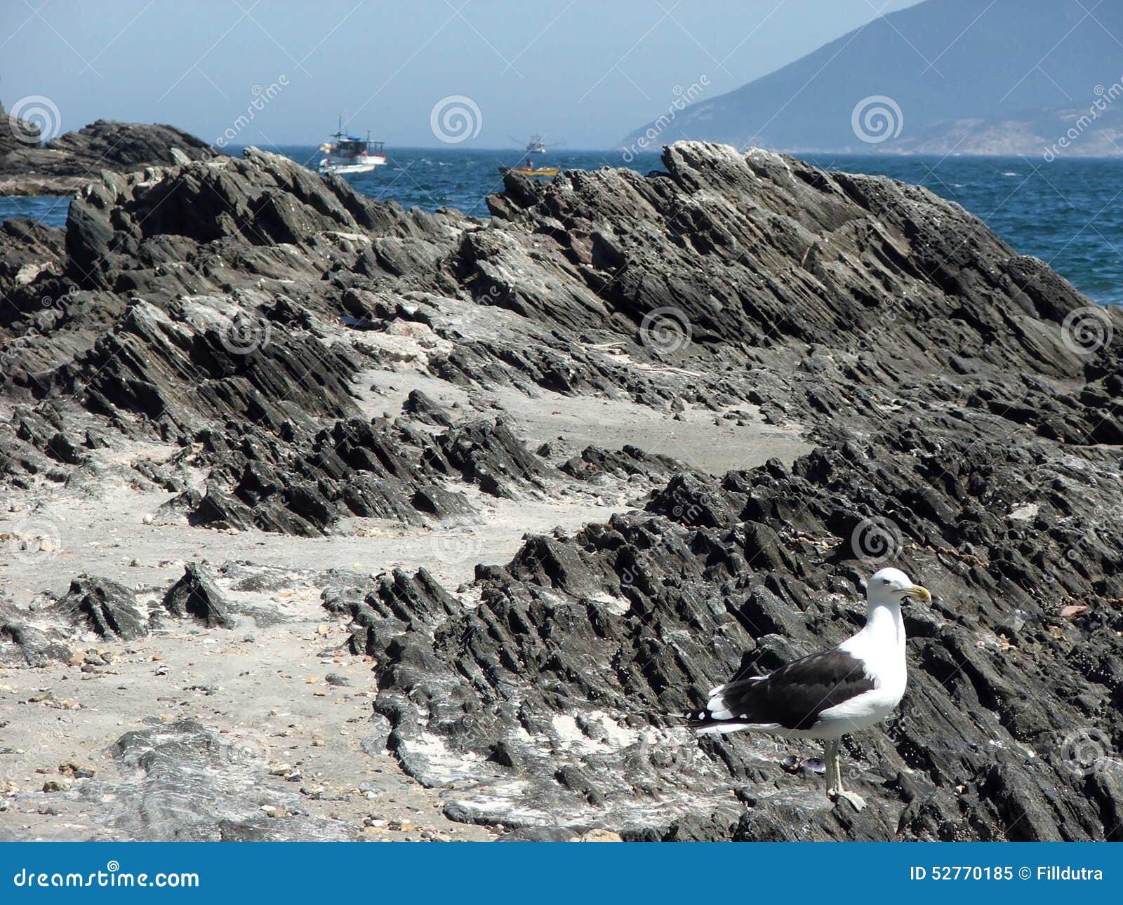 seagulls cabo frio