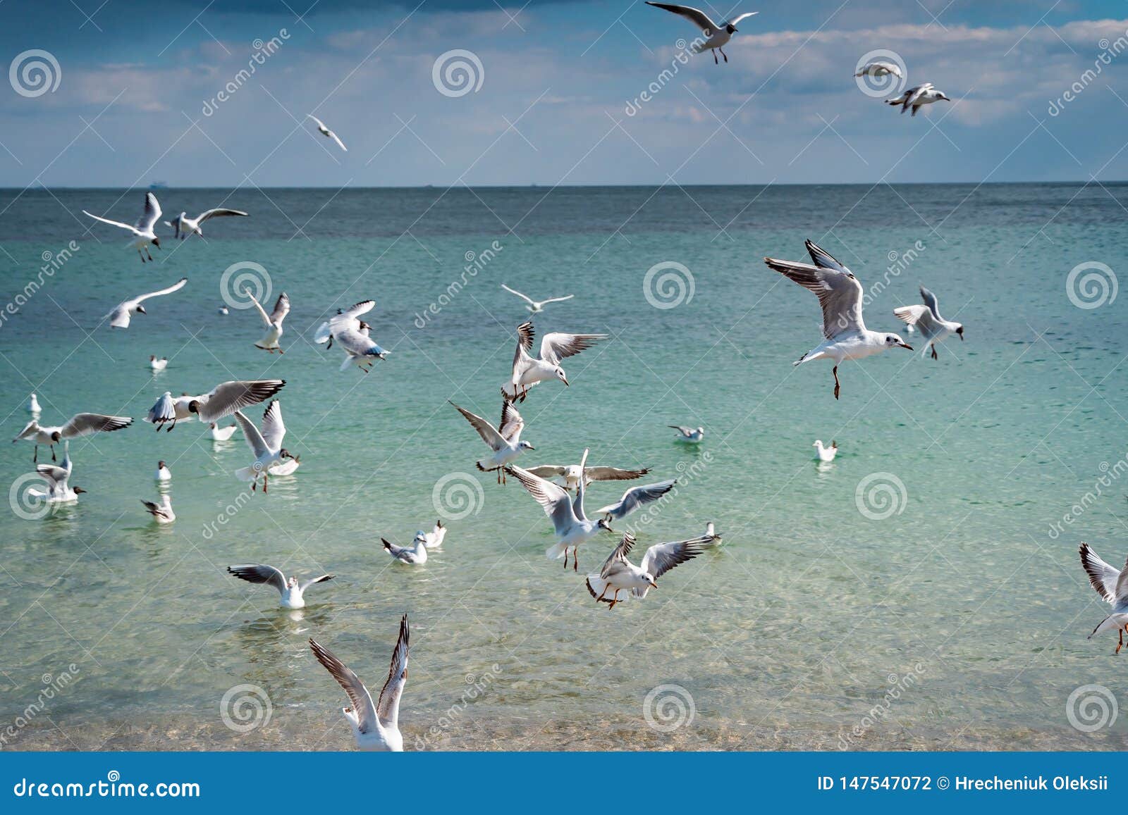 Seagulls are Float and Fly Over the Sea Surface Stock Photo Image of