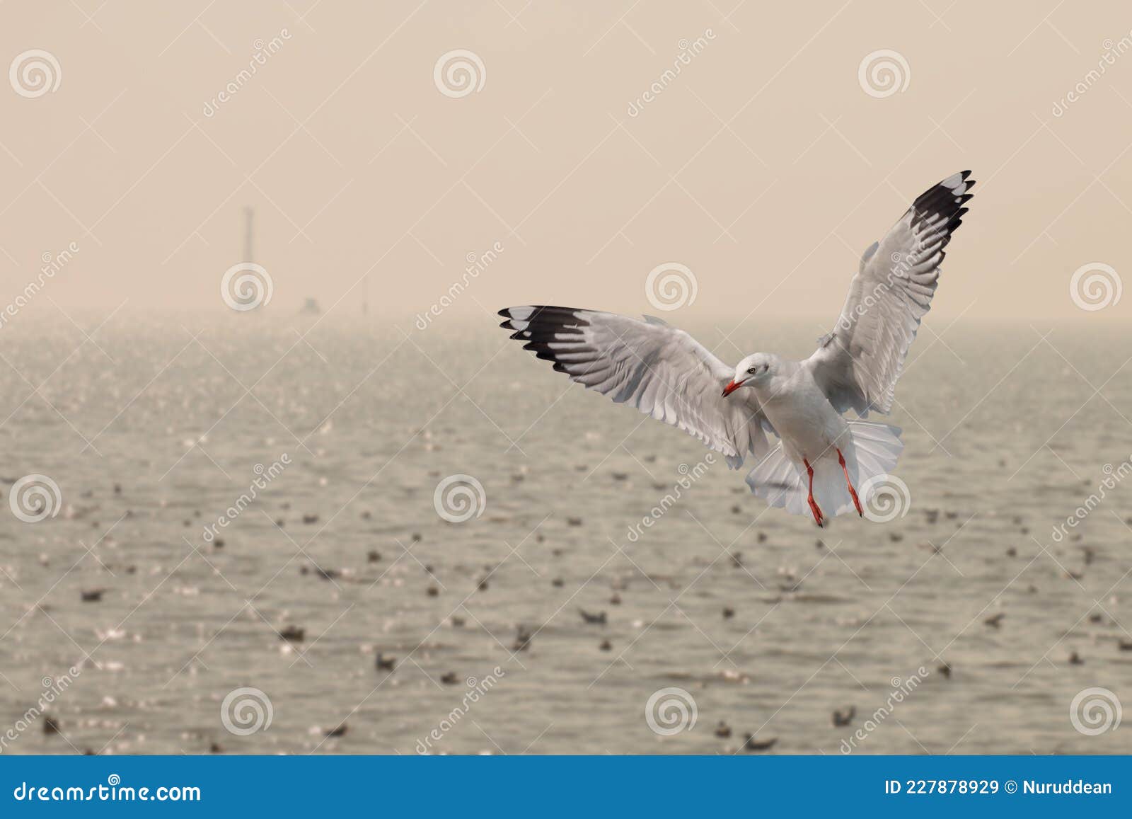 seagulls flying over the sea in everning time