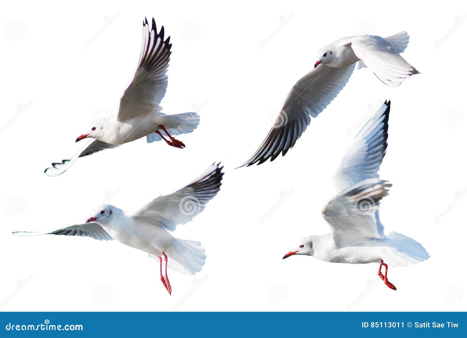seagulls flying style  on white background.
