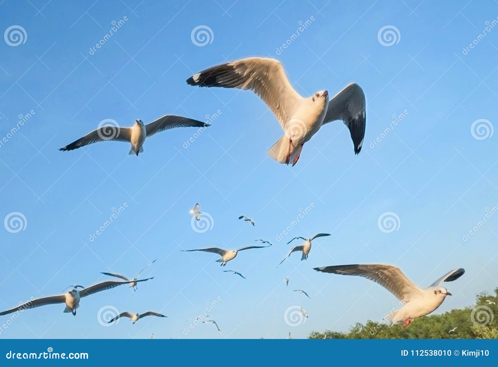 seagulls migrate from siberia, mongolia, tibet and china to bang pu, samut prakan thailand.