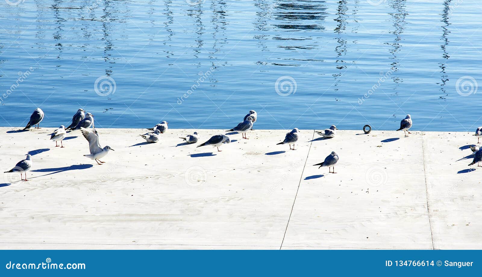 seagulls in the moll of la fusta in the port of barcelona