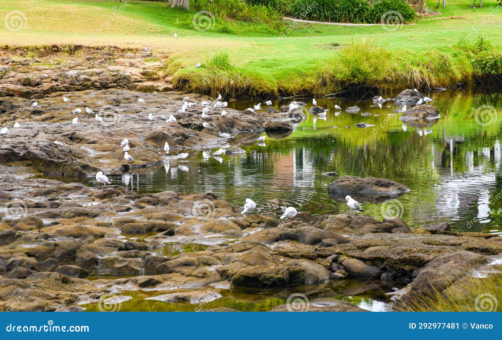 seagulls on the rocks in the pond at the park, waitangi