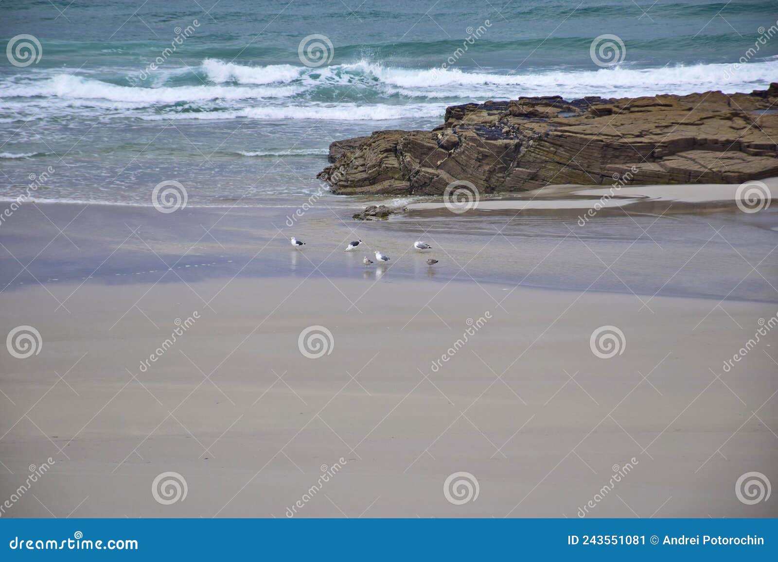 seagulls on a sandy beach. praia de augas santas, ribadeo