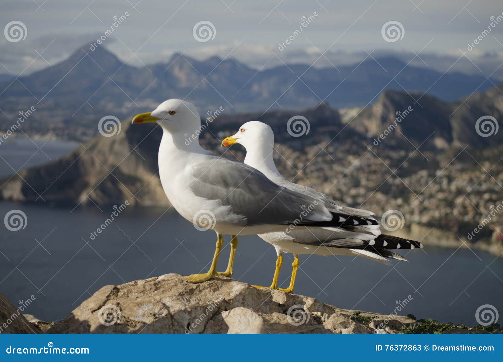 Seagulls w górach przy penyal De Ifach & x28; Calpe, Costa Blanca& x29;