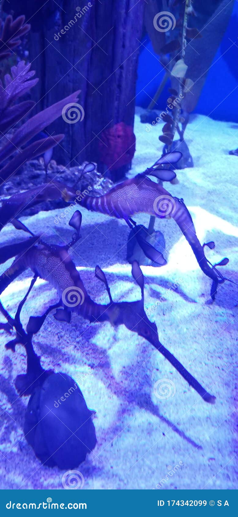 seahorse camoflauge ornate