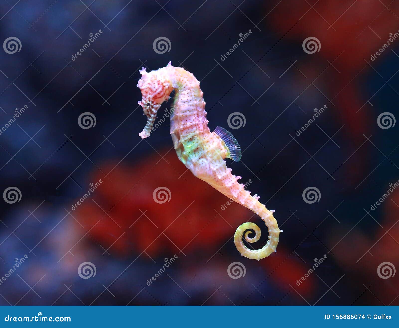 seahorse hippocampus swimming in aquarium tank