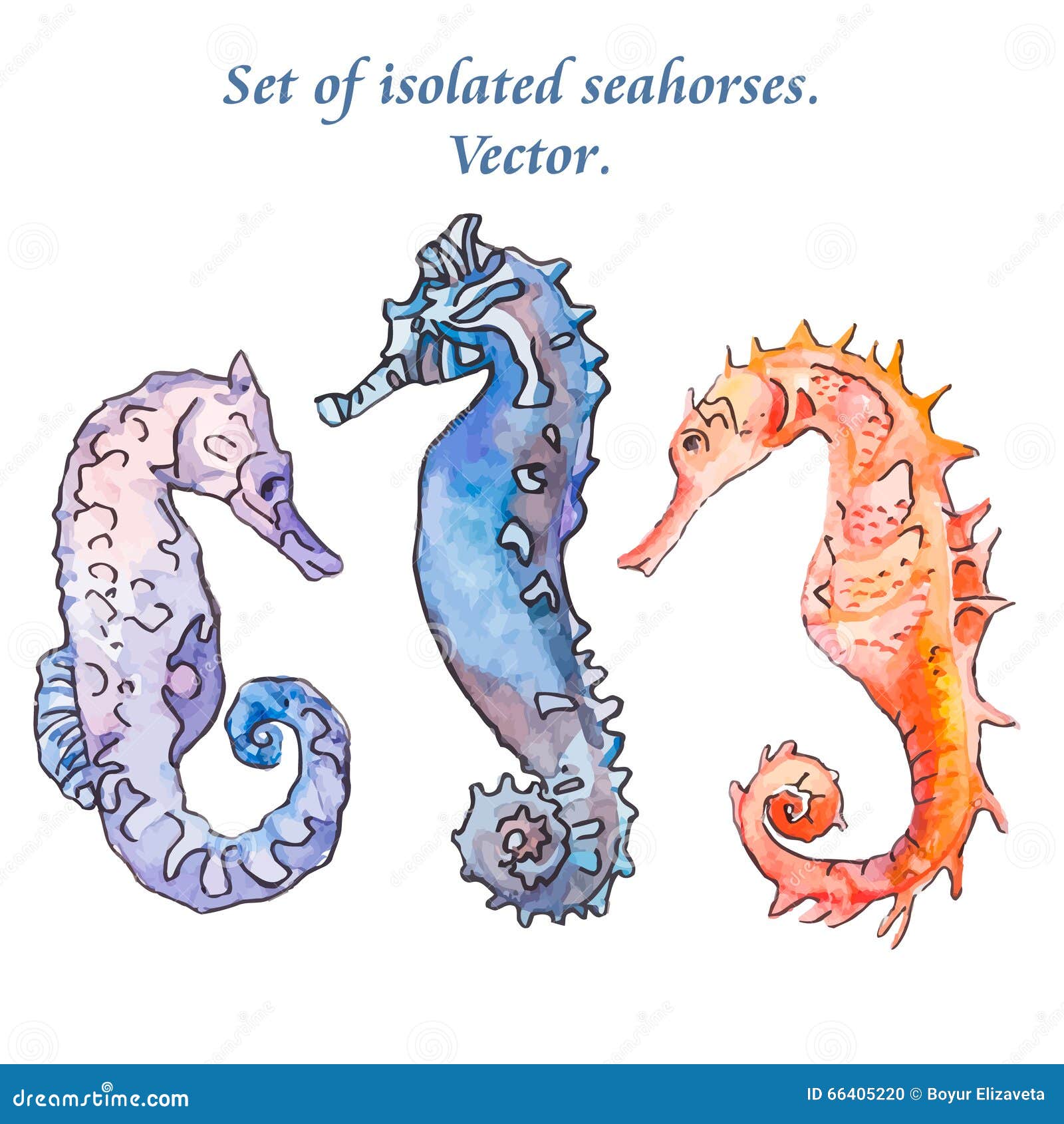 Seahorse isolated. Vector stock vector. Illustration of aquatic - 66405220