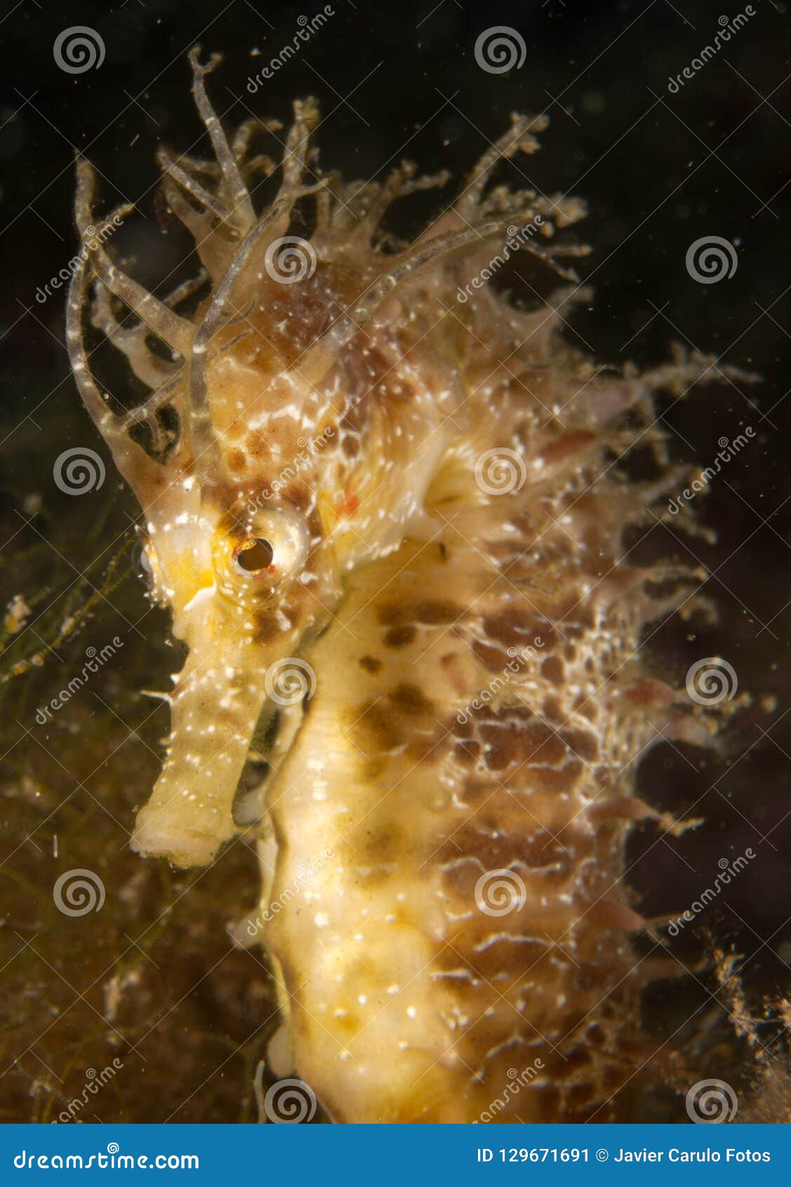 seahorse in the mediterranean, costa brava in the foreground and with black background