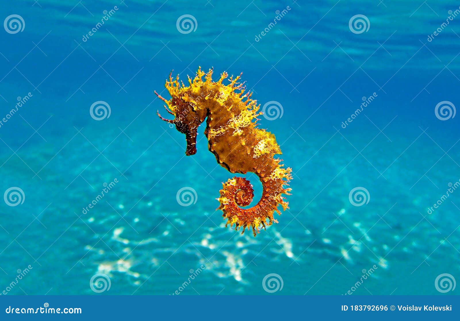 Seahorse is the Name Given To 46 Species of Small Marine Fish in the Genus Hippocampus Stock Photo - Image of color, colorful: 183792696 Seahorse is the Name Given To 46 Species of Small Marine Fish in the Genus Hippocampus Stock Photo - Image of color, colorful: 183792696