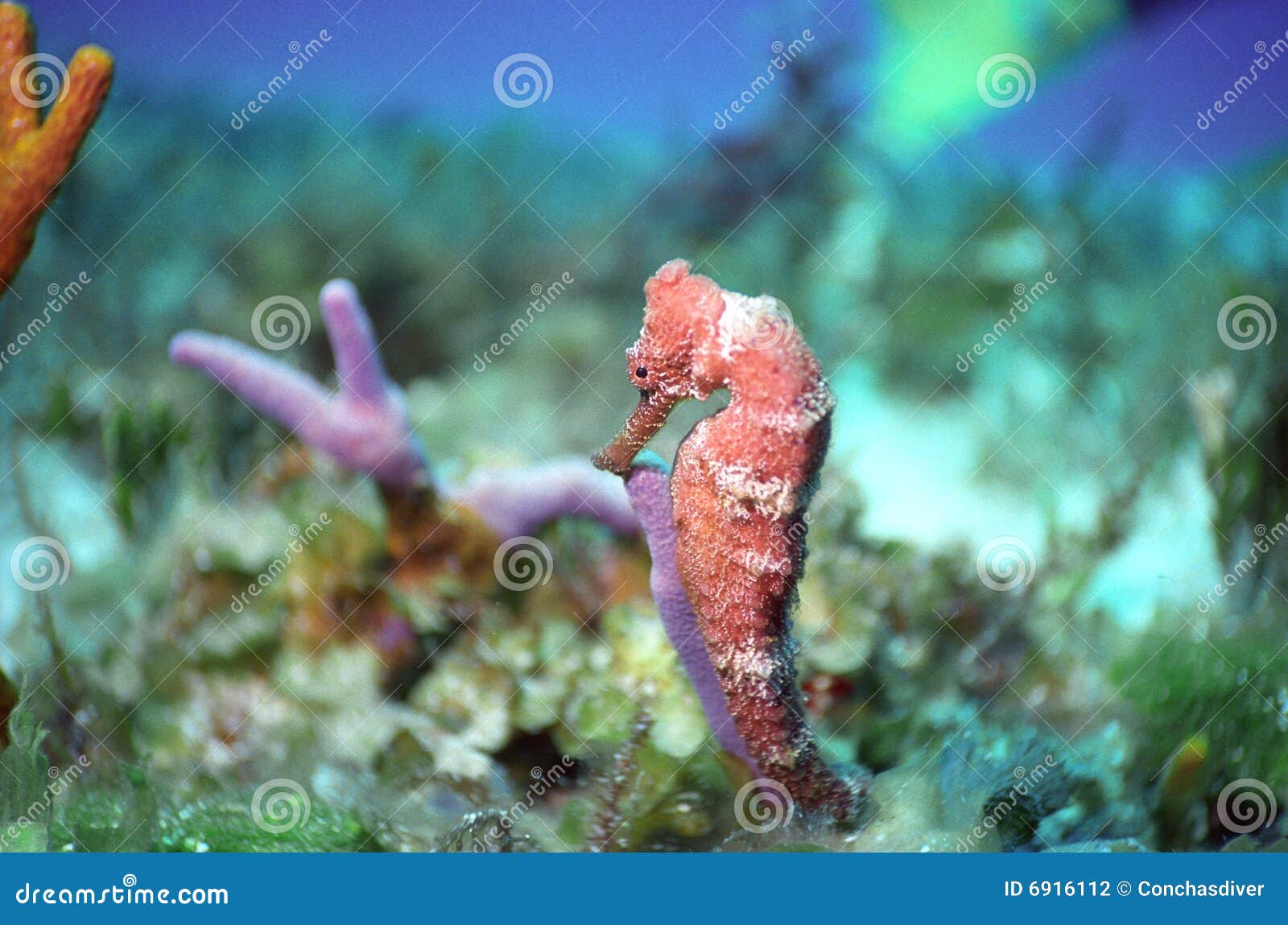 seahorse off cozumel