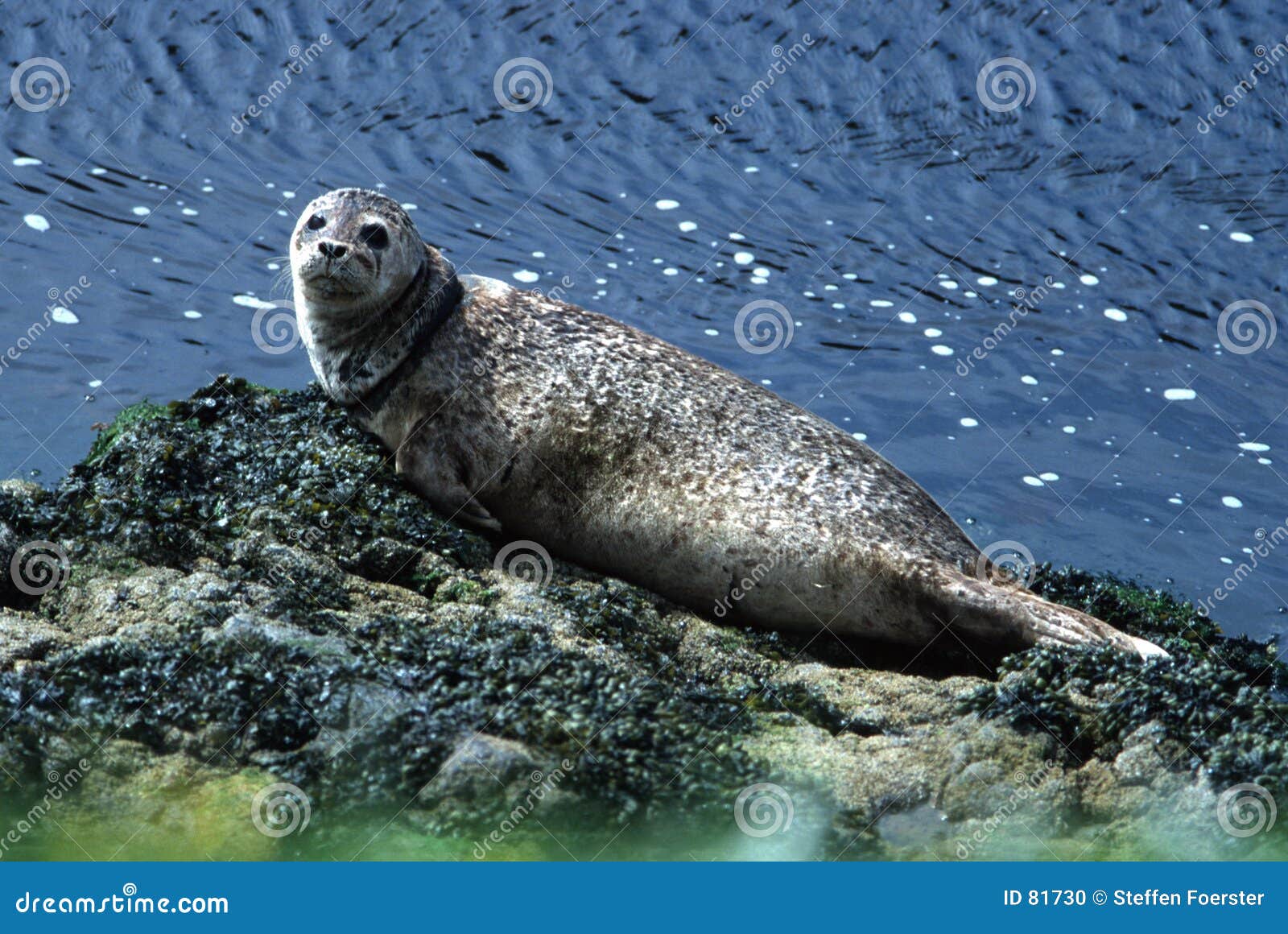 seal