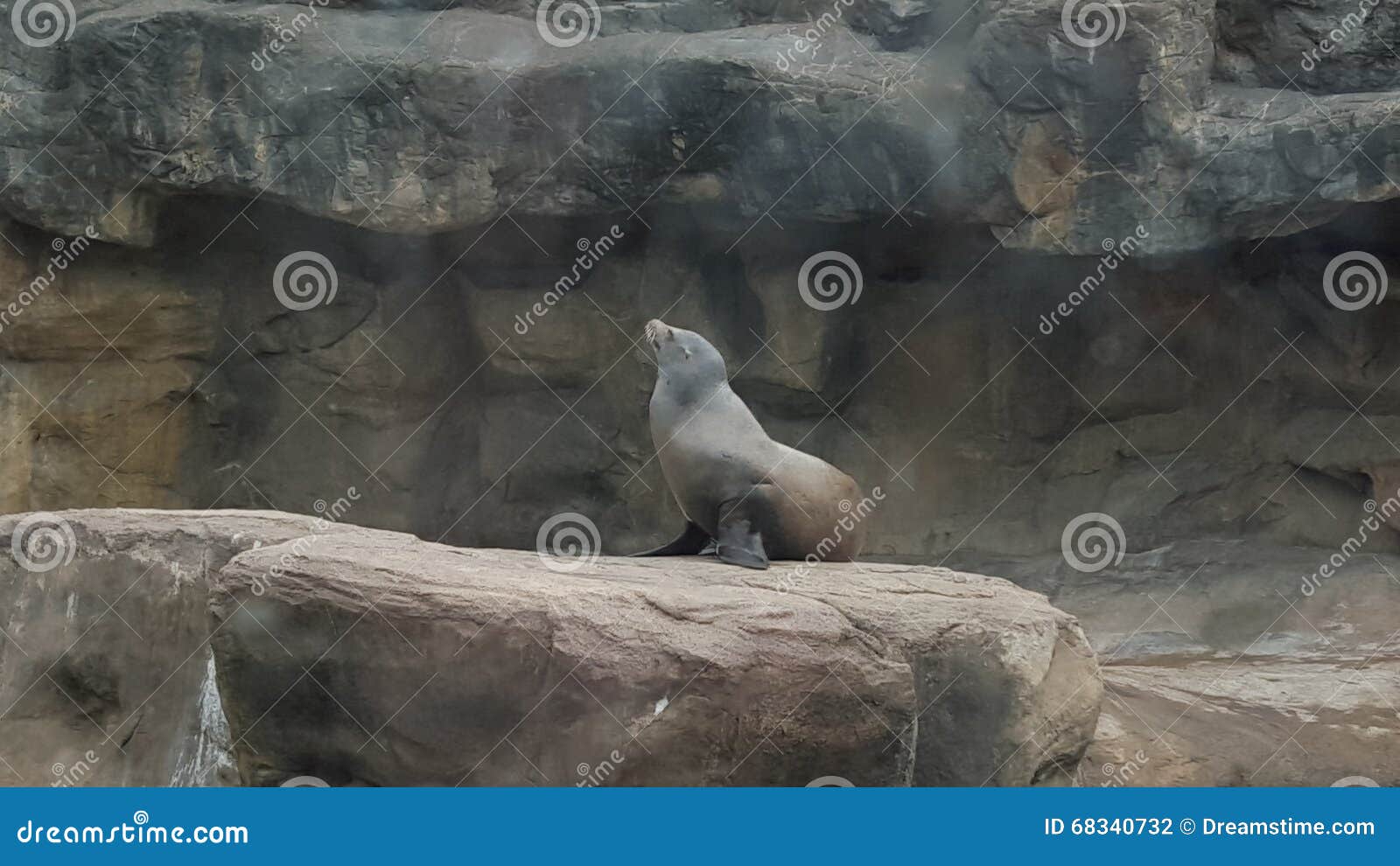 Seal stock photo. Image of posing, seals, aquarium, visiting - 68340732