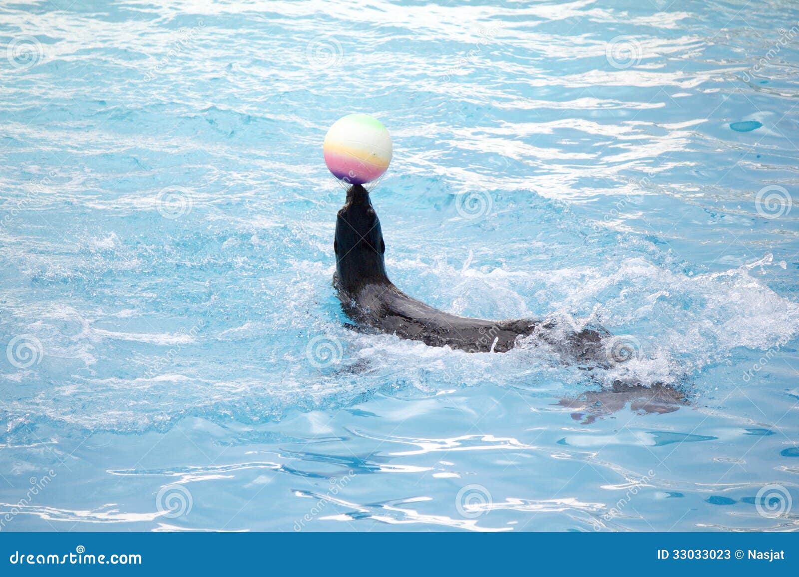 Seal with ball stock image. Image of animal, swimming 33033023
