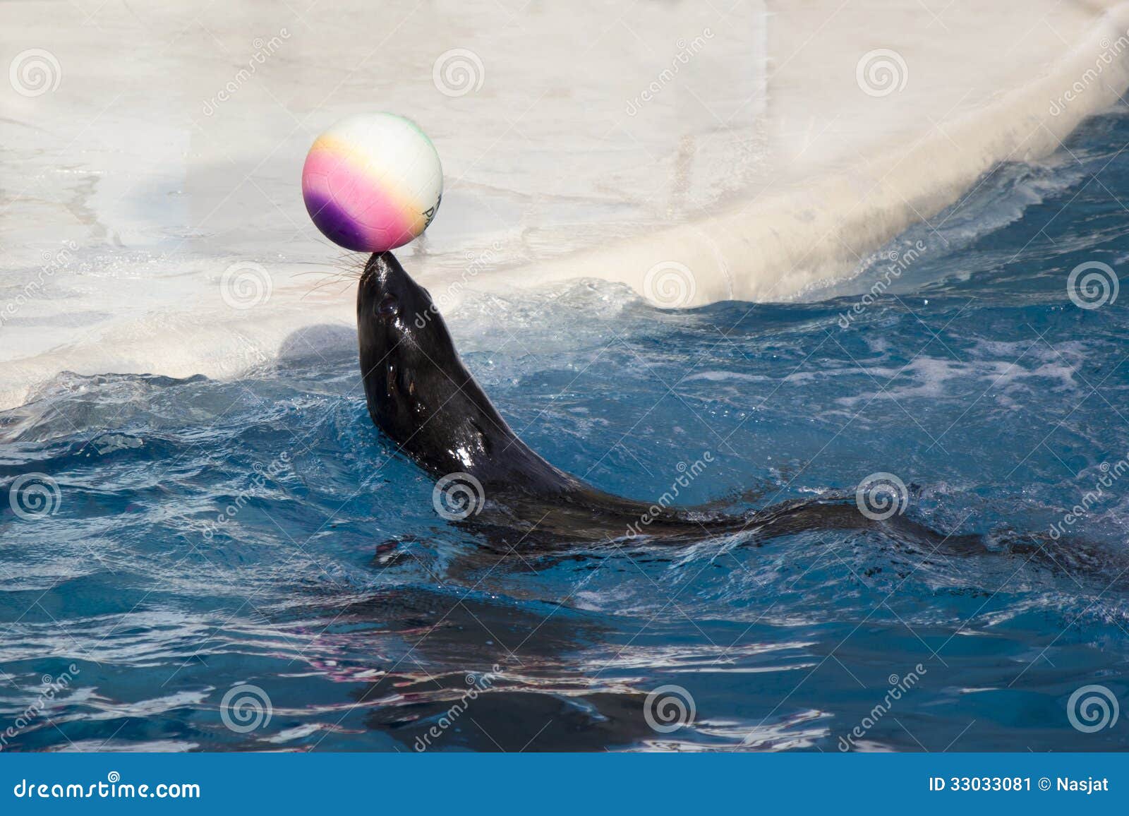 Seal with ball stock image. Image of mammal, blue, animal 33033081