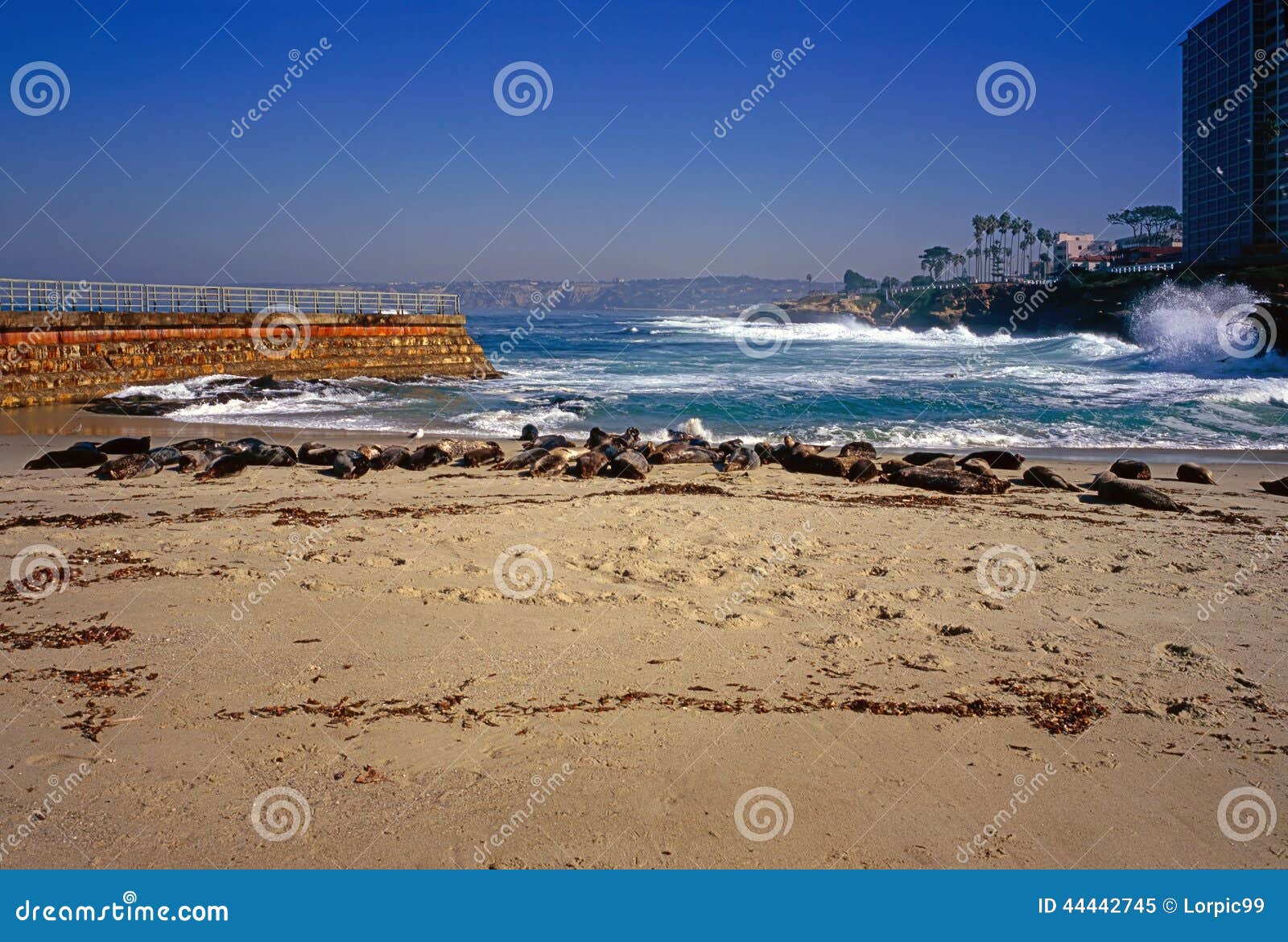 Seal Beach in La Jolla stock image. Image of blue, animal 44442745
