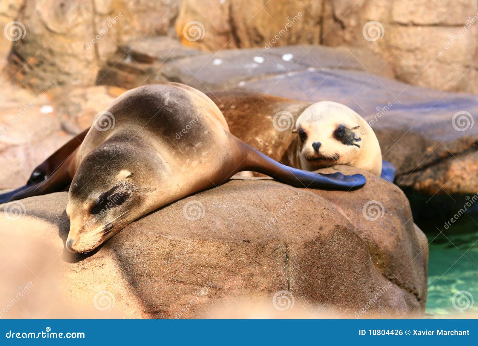 Yong Seal Stock Photos Free & RoyaltyFree Stock Photos from Dreamstime
