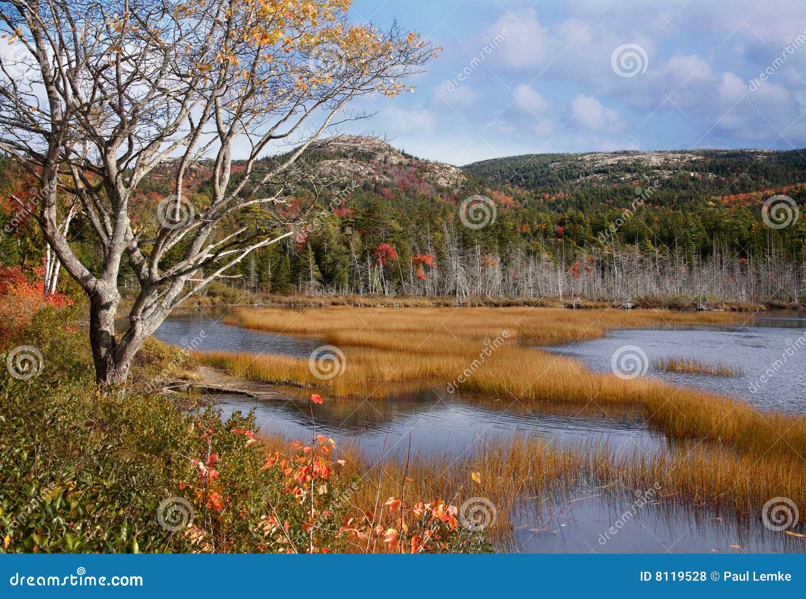 Seal Cove Pond stock photo. Image of cove, east, foliage 8119528