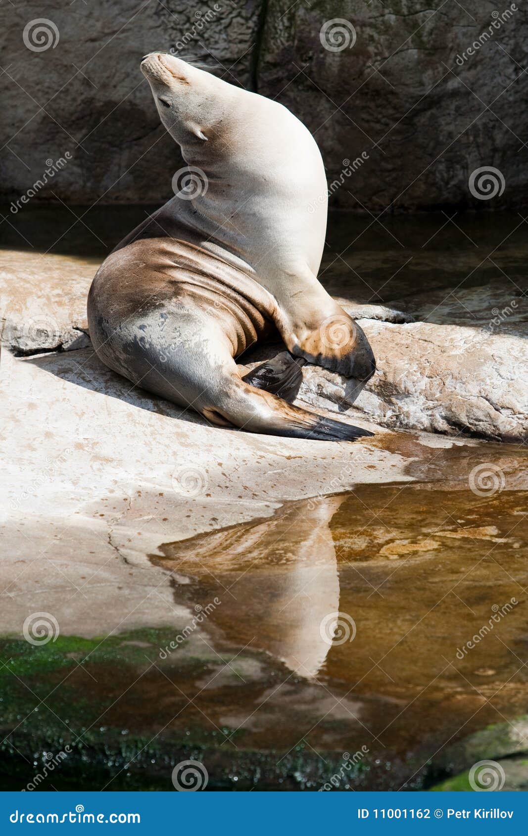 seal enjoing the sun